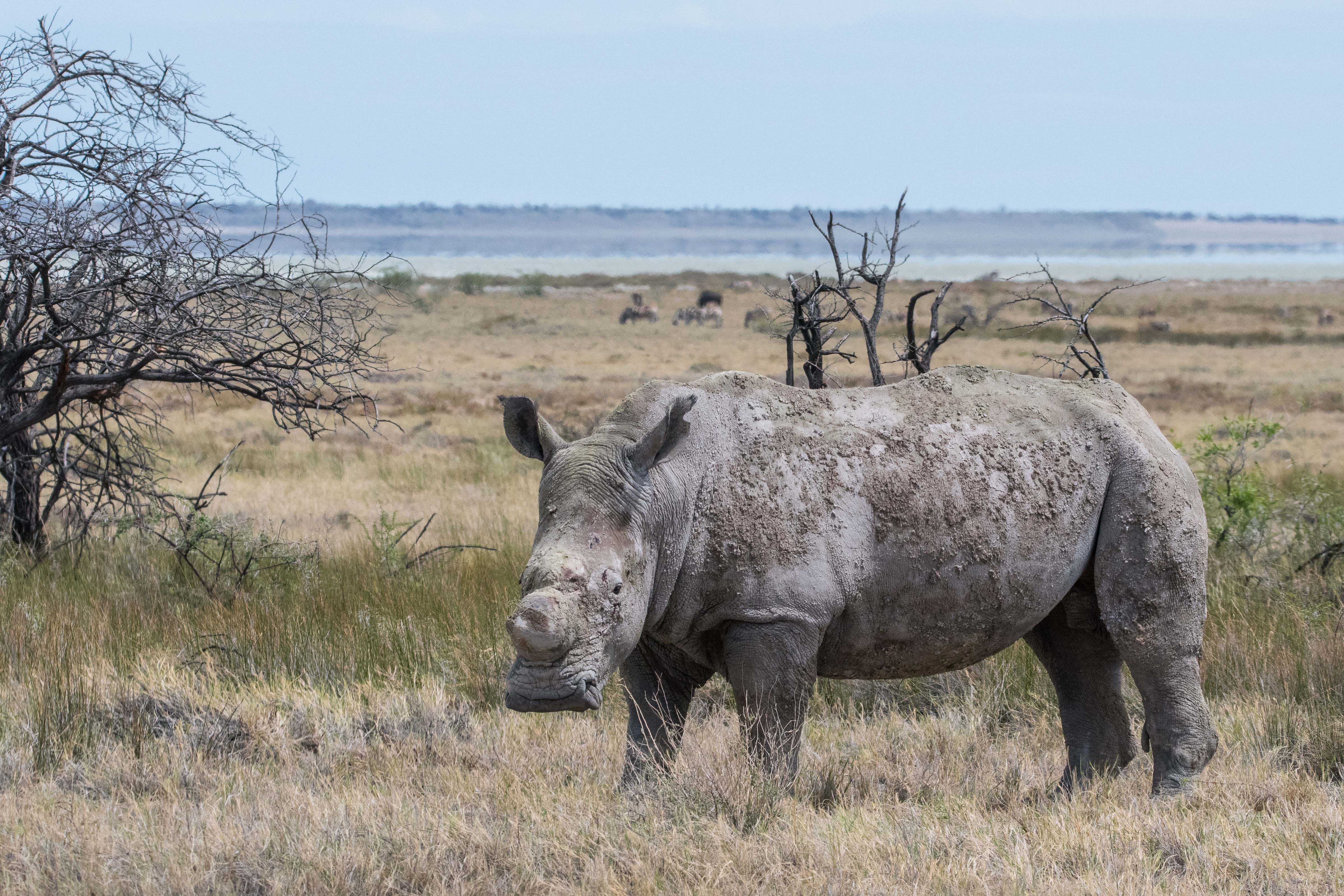 Rhinocéros blanc du sud (Southern white rhinoceros, Ceratotherium simum), jeune mâle adulte écorné, Namutoni, Parc National d'Etosha, Namibie.